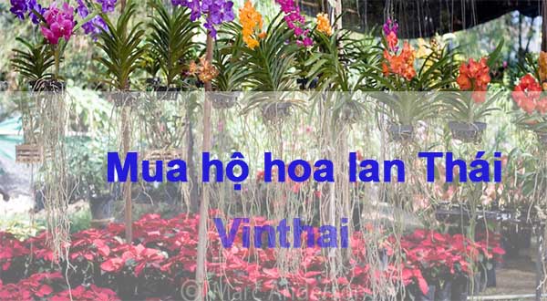 Hoa lan Thái Lan